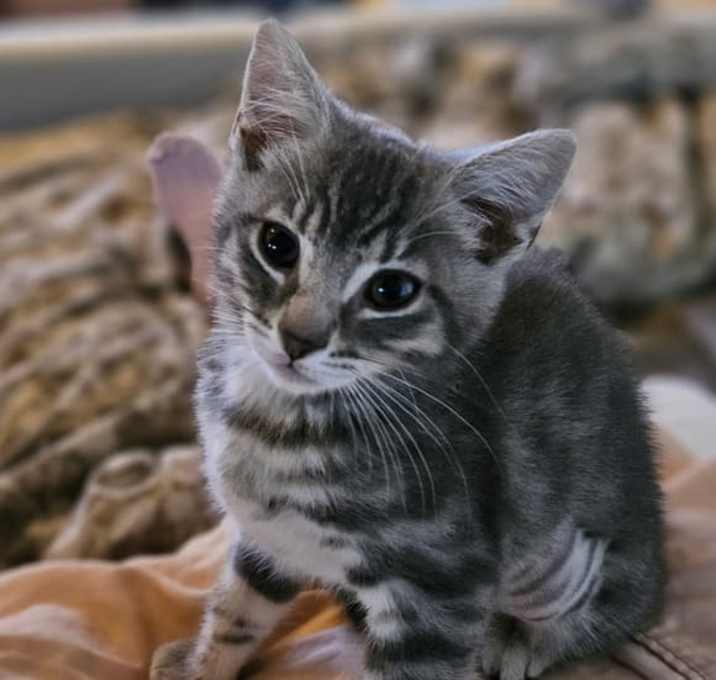 Photo of Lily