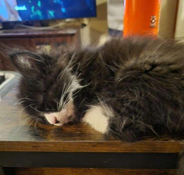 Photo of Spanky
