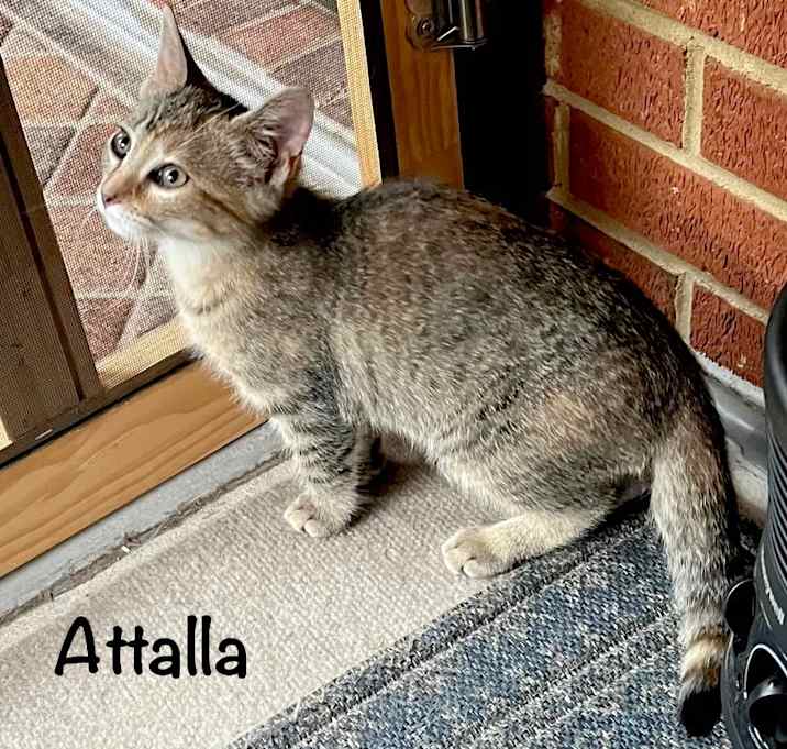 Photo of Attalla