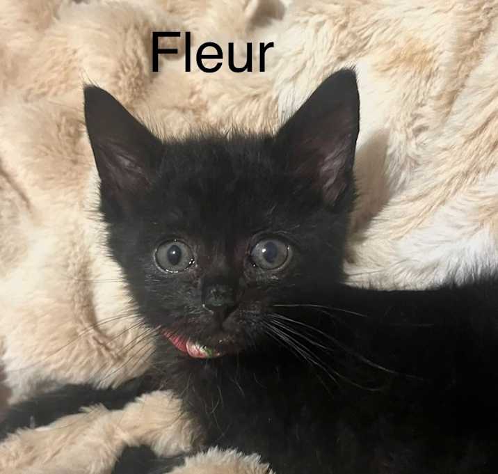 Photo of Fleur