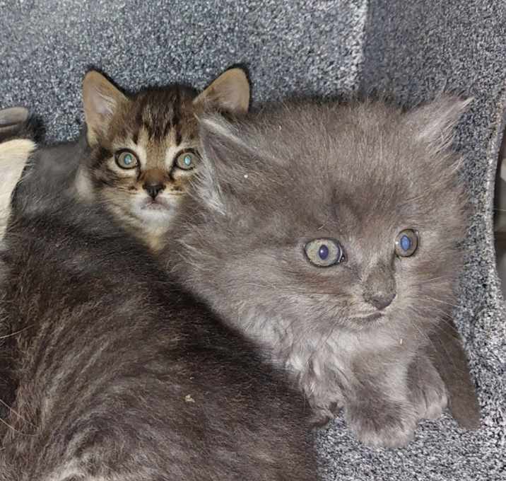 Photo of Lola Kitten 1