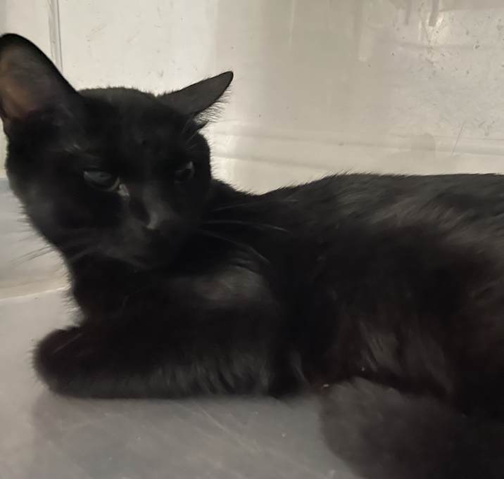 Photo of Onyx