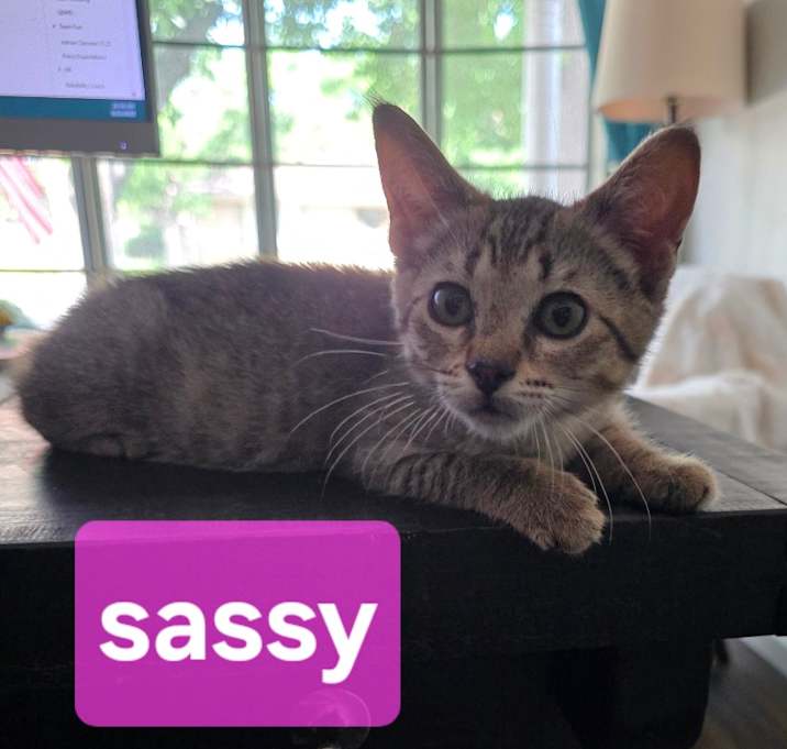 Photo of Sassy Pants 