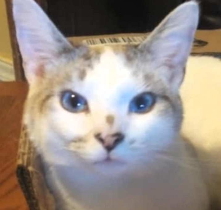 Photo of Theodore