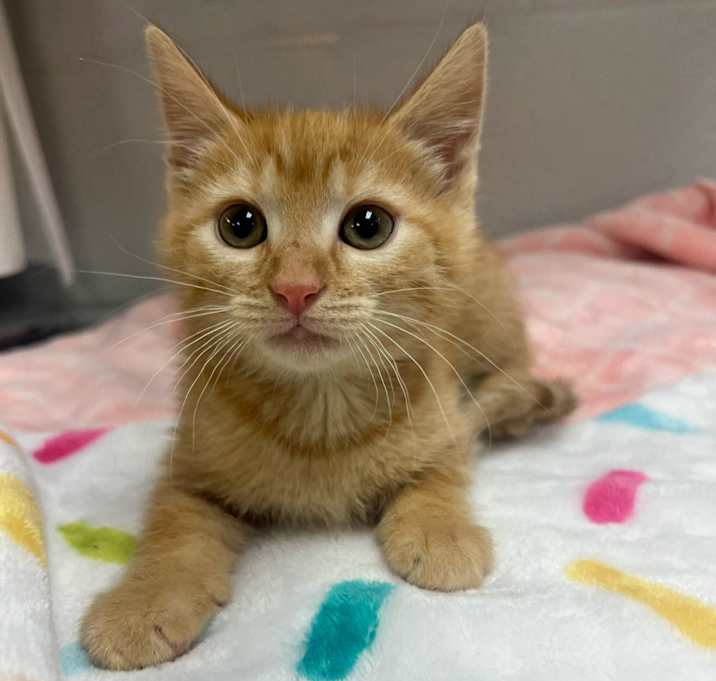 Photo of Sassy