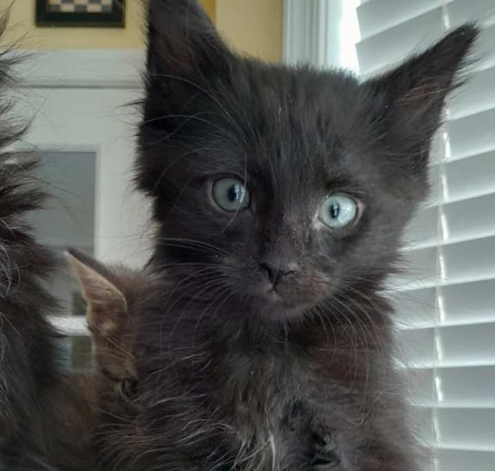 Photo of Midnight