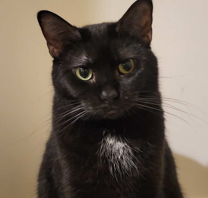 Photo of Onyx