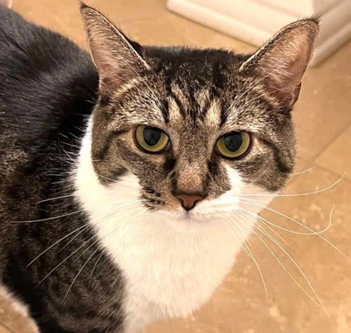 Photo of Calliope