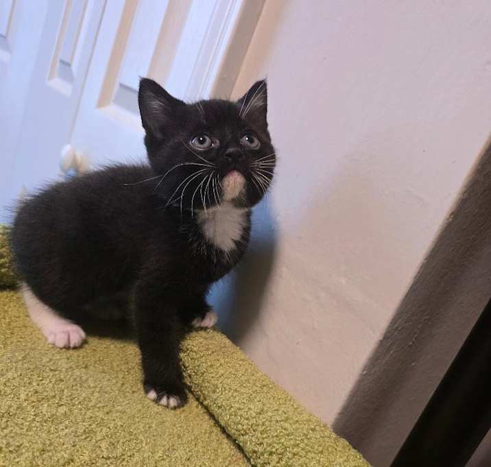Photo of Bootsy