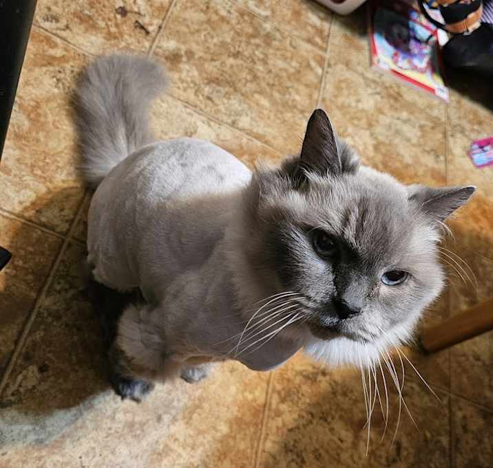 Photo of Blue