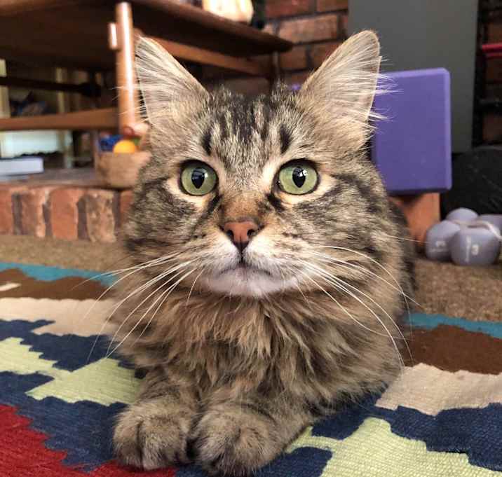 Photo of Sweet William 