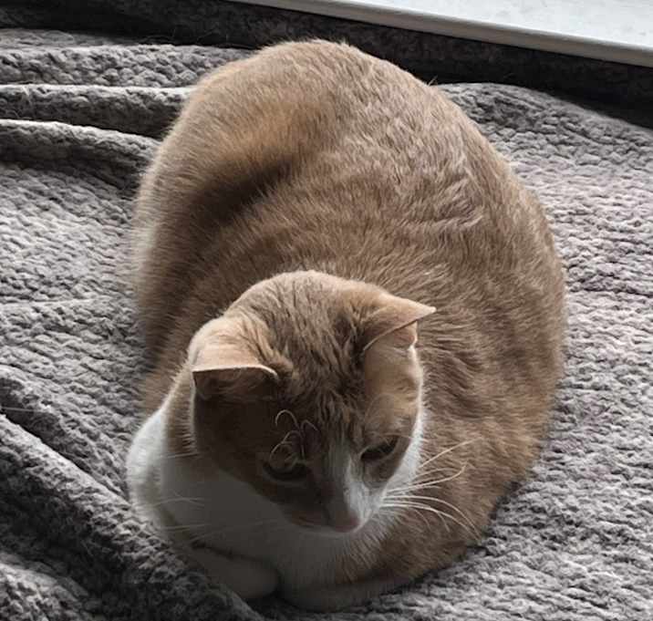 Photo of Taz