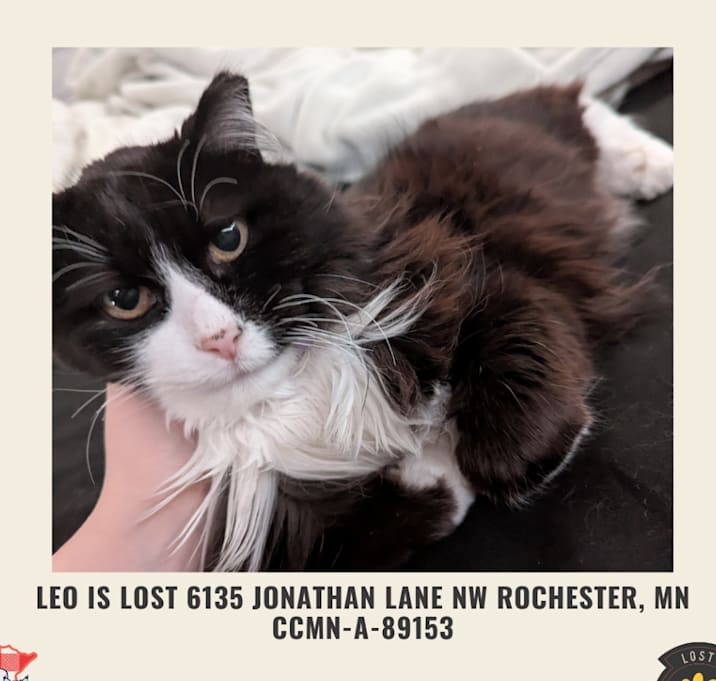 Photo of LOST - Leo is lost Jonathan Lane NW Rochester MN