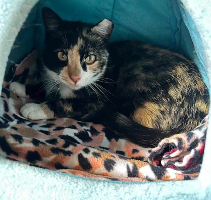 Photo of Wren