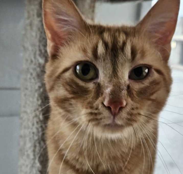 Photo of Domino