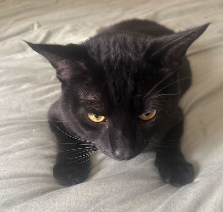 Photo of Snowball