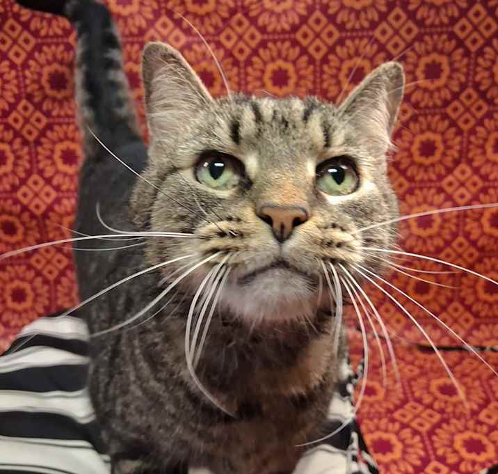 Photo of JUICE
