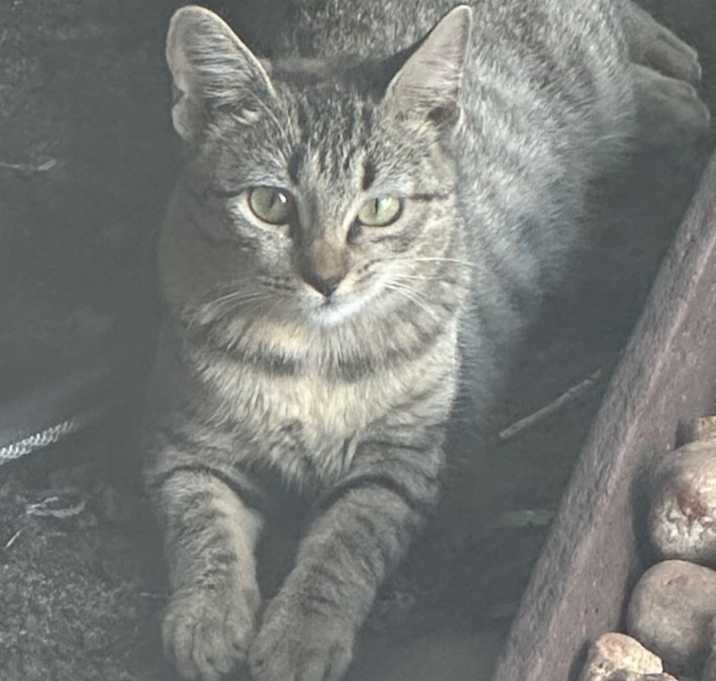 Photo of Kitty Balerina