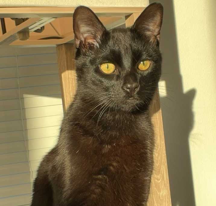 Photo of Oliver