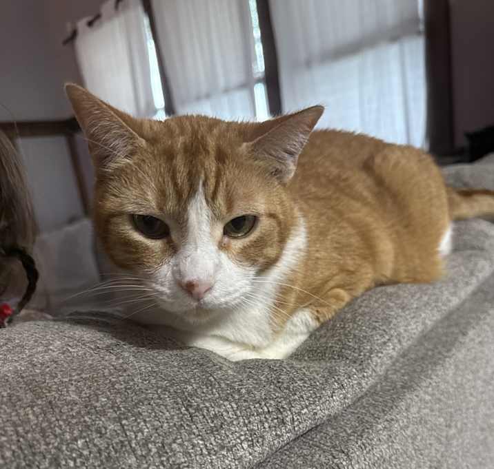 Photo of King