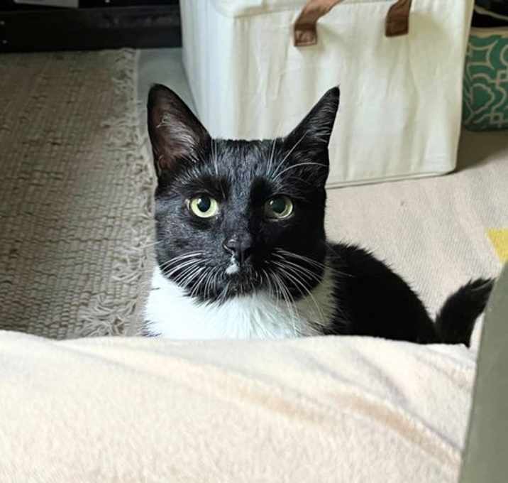 Photo of Oreo