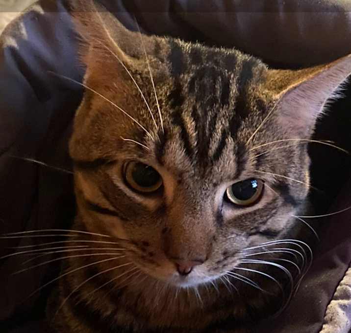 Photo of Nibbler