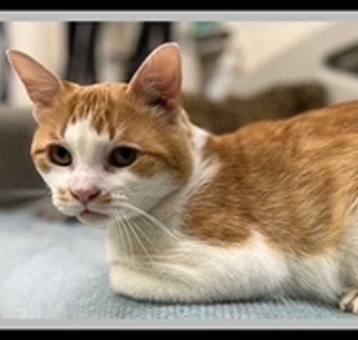 Photo of CREAMSICLE
