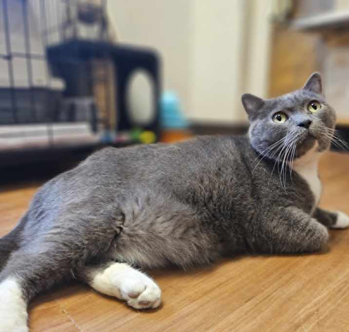 Photo of KitKat