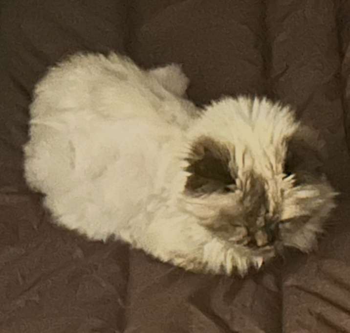 Photo of COCOA