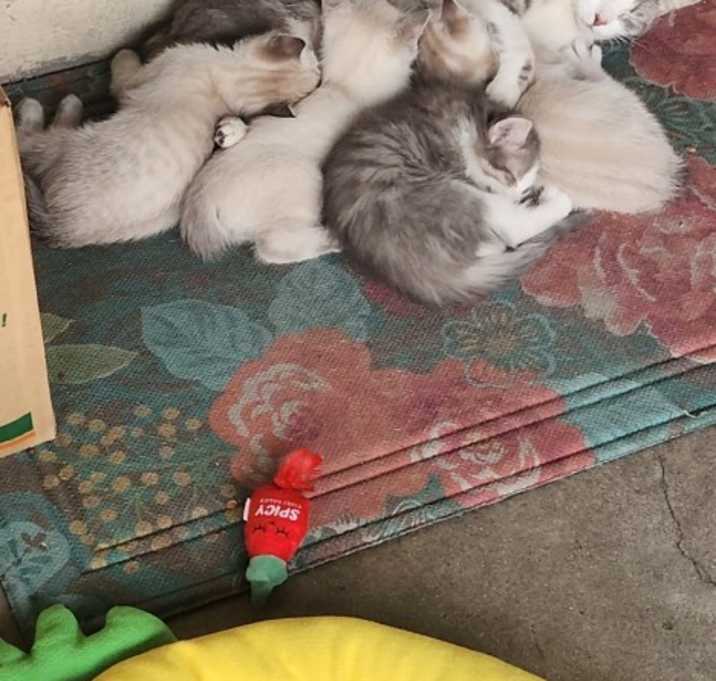 Photo of Fostered Kittens