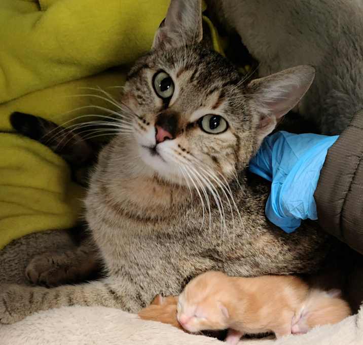 Photo of Buttercup