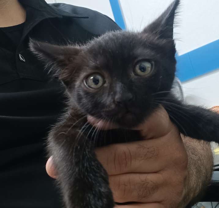 Photo of Choco Cat