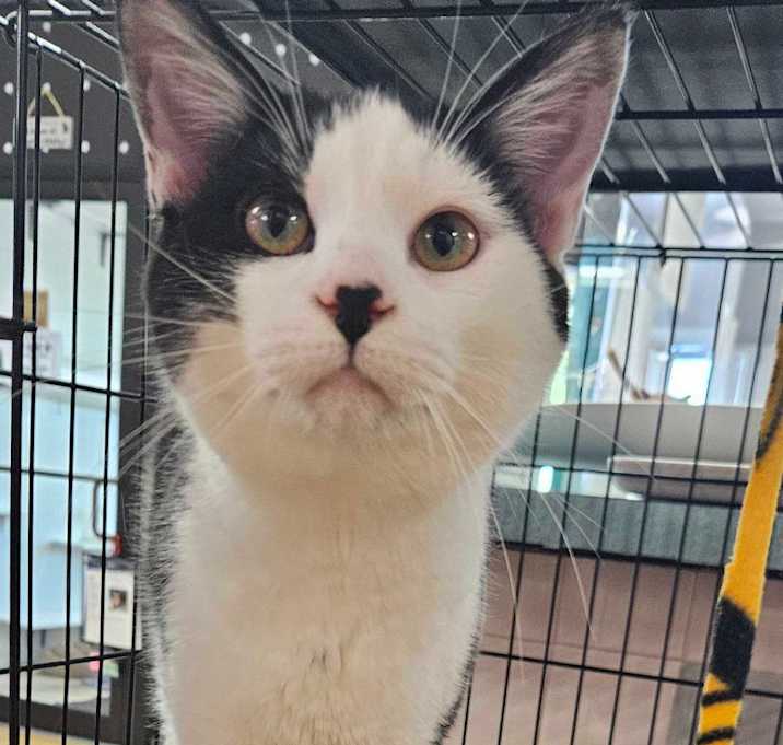 Photo of Mellencamp Petsense Euerka