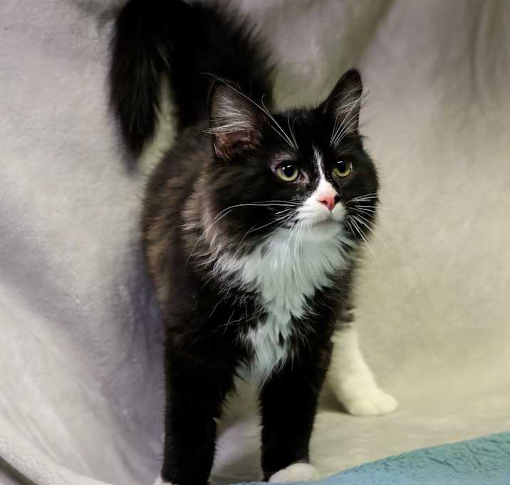 Photo of Orca