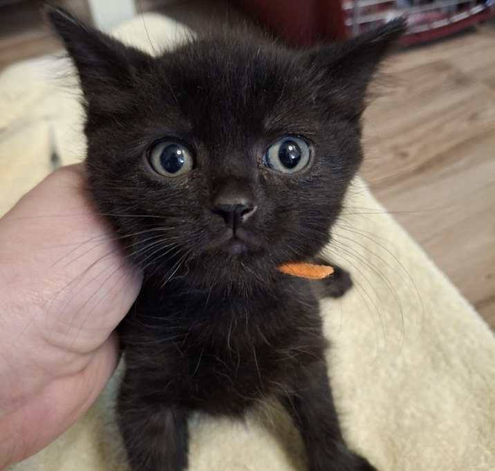 Photo of Pringle (Orange collar) K.