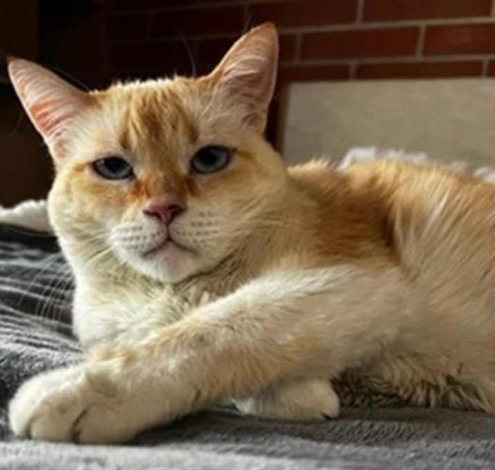 Photo of CREAM PUFF