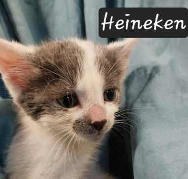 Photo of Heineken