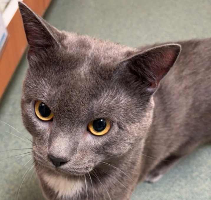 Photo of Mousse