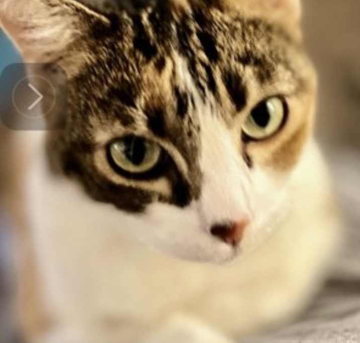 Photo of Sylvia