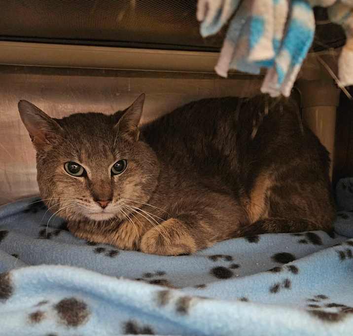 Photo of Tempest