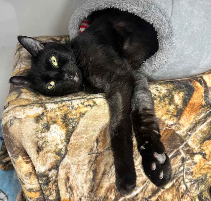 Photo of Kit