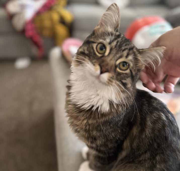 Photo of Muffin