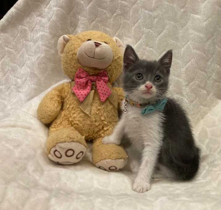 Photo of Figaro