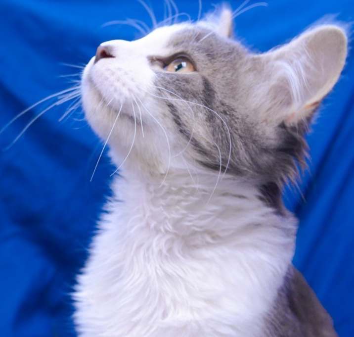 Photo of Goose