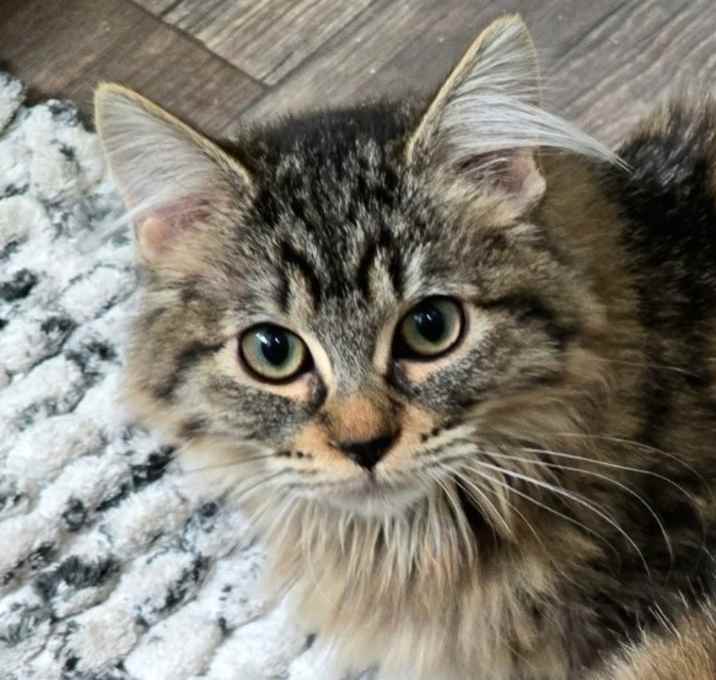 Photo of Luna