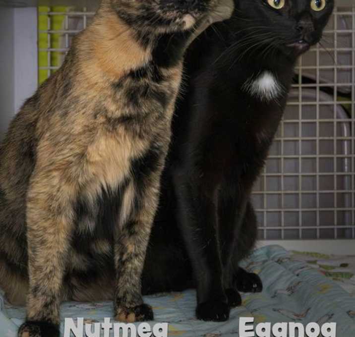 Photo of Eggnog