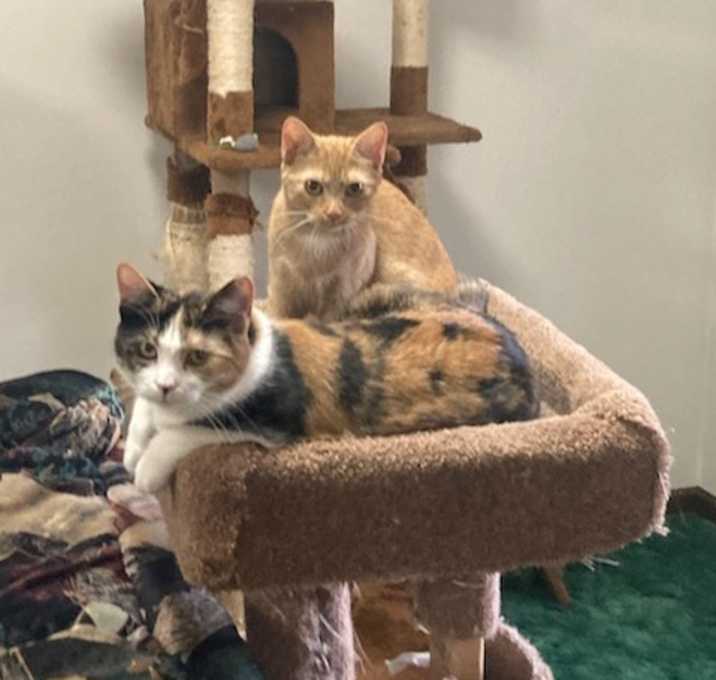 Photo of Dolly and Gracie (kitten & young mom bonded pair)