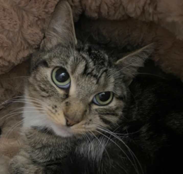 Photo of Edris