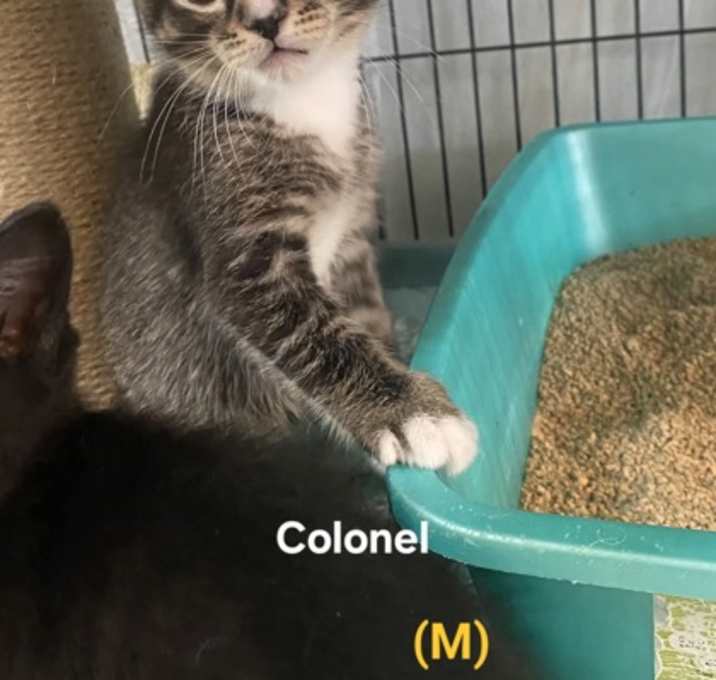 Photo of Colonel