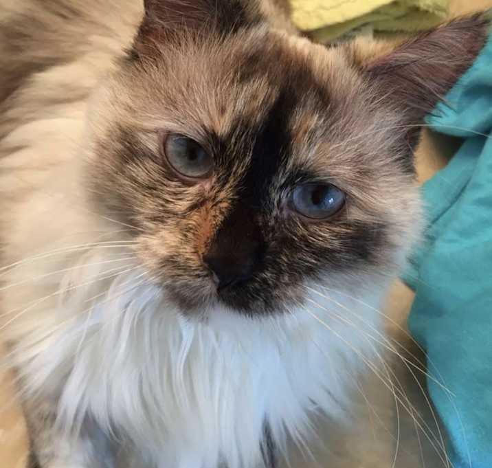 Photo of Princess